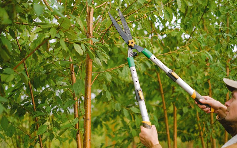 Tree trimming in Callender, IA